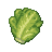 Iceberg Lettuce